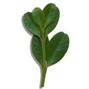 jennyL_escapade_leaves2