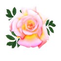 flower peace rose