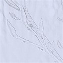 tulip_tree_buds_blue_BKG