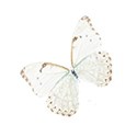 butterfly 1