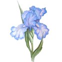 iris blue