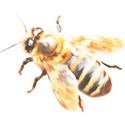 bee