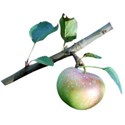 apple branch