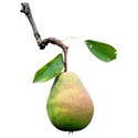 pear