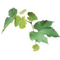 grape leaves