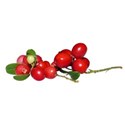 berries 4