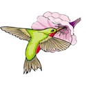 bird humming bird