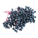 ELDERBERRY 03