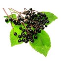 ELDERBERRY 01