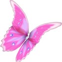 butterfly 1