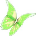 butterfly 2