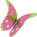 butterfly 3