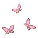 butterfly 12