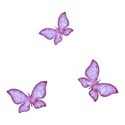 butterfly 13
