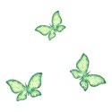 butterfly 14