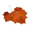 DZ_YIP_Sept_leaf2