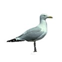 american Herring Gull copy