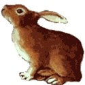 brown rabbit