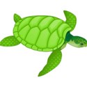 green turtle