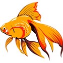 orange fish