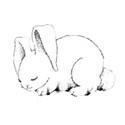 white rabbit