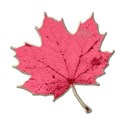 leafpink