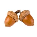 acorns