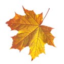 autumn leaf