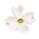 dogwood transparent full