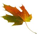 fall leaf