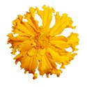 flower marigold