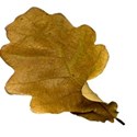 leaf brown 02