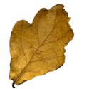 leaf brown 03