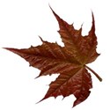 leaf brown 04