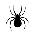 Black spider