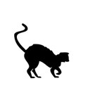 Black cat