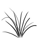 Grass 1