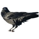 halloween black crow