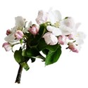 apple blossom 02
