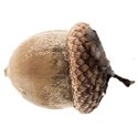 acorn