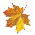 autumn leaf sticker