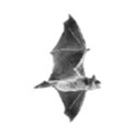 bat 4