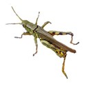 grasshopper