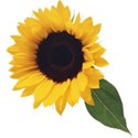 sunflower 1