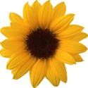 sunflower 2