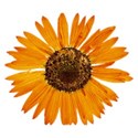 DZ_BooVille_flower1