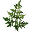 DZ_BooVille_foliage