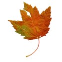 DZ_BooVille_leaf