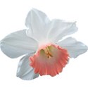 jThompson_apricotCream_image1