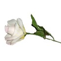 white rose with stem